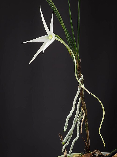 Angraecum popowii