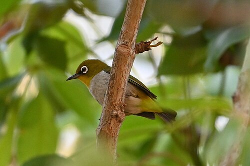 Zostérops malgache (Zosterops maderaspatanus)