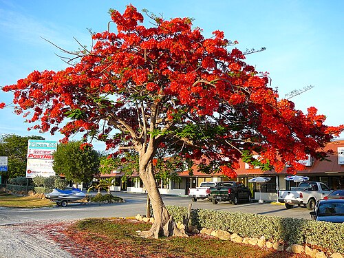 Flamboyan (Delonix regia)