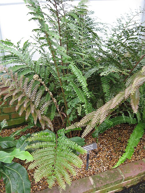 Didymochlaena truncatula