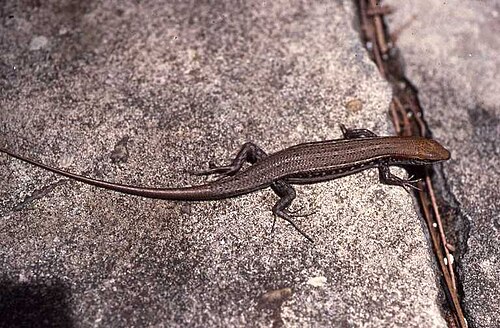 Trachylepis elegans