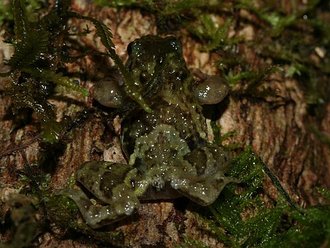 Anodonthyla moramora