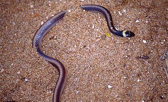 Heteroliodon occipitalis