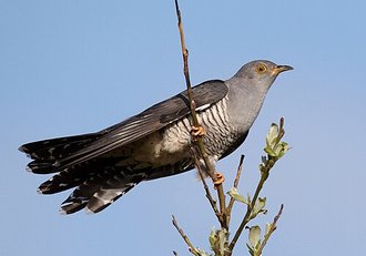 Coucou gris (Cuculus canorus)