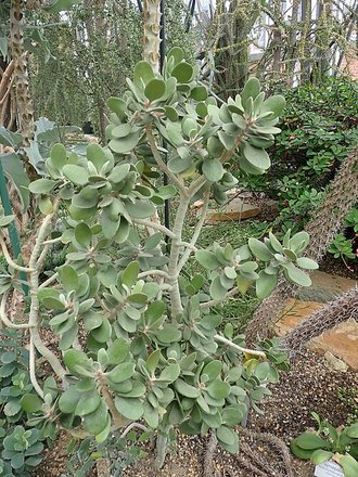 Kalanchoe dinklagei
