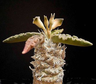 Euphorbia tulearensis