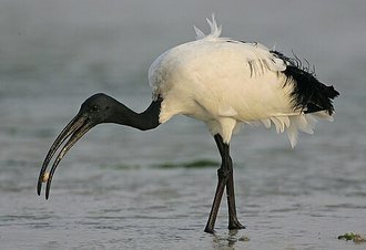 Ibis sacré (Threskiornis aethiopicus)