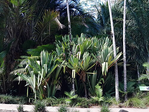 Pandanus platyphyllus