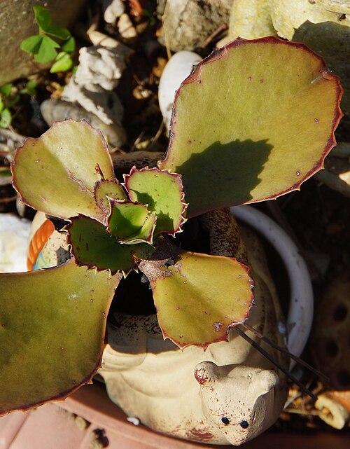 Kalanchoe synsepala