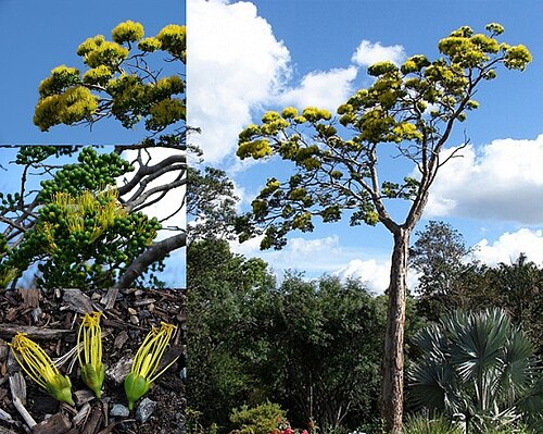 Delonix floribunda
