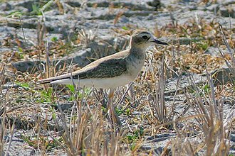 Pluvier oriental (Charadrius veredus)