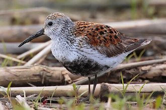 Bécasseau variable (Calidris alpina)