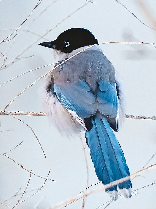 Pie-bleue à calotte noire (Cyanopica cyanus)