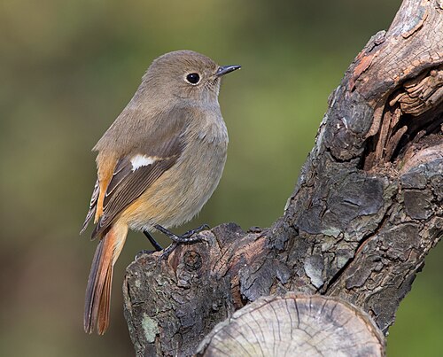 Rougequeue aurore (Phoenicurus auroreus)
