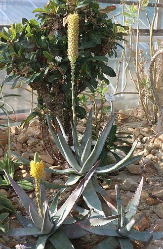 Aloe conifera