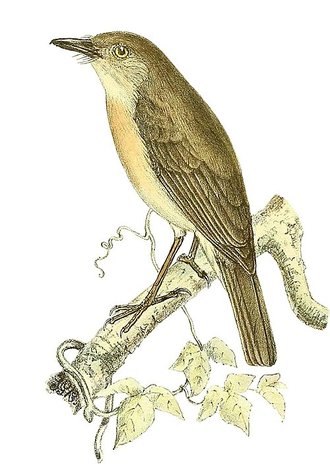 Newtonie commune (Newtonia brunneicauda)