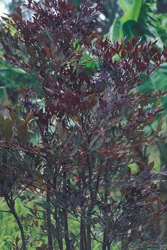 Leea guineensis
