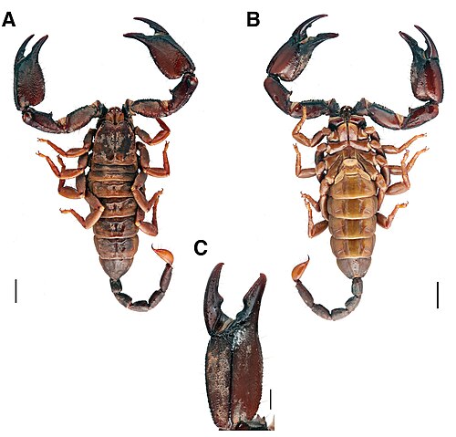Opisthacanthus madagascariensis