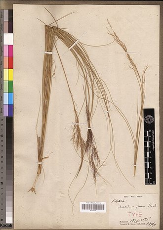 Aristida rufescens