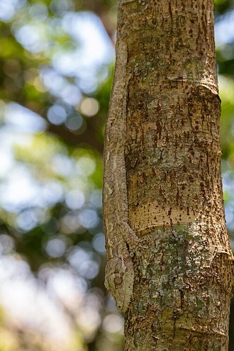 Uroplatus henkeli