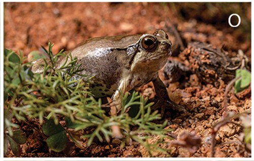 Scaphiophryne calcarata