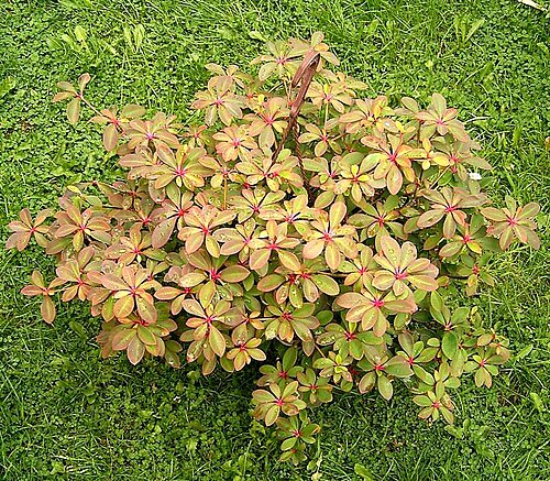 Euphorbia bongolavensis