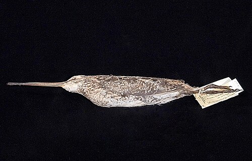 Bécassine malgache (Gallinago macrodactyla)