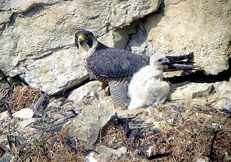 Faucon pèlerin (Falco peregrinus)