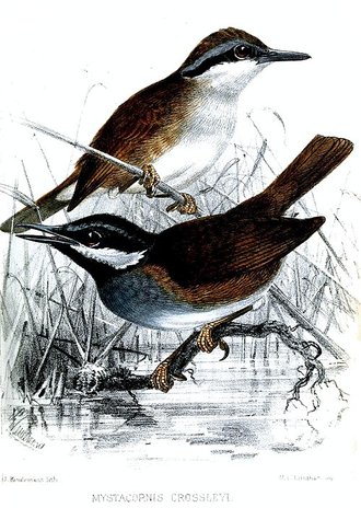Mystacorne de Crossley (Mystacornis crossleyi)