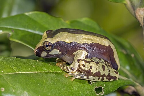 Boophis roseipalmatus