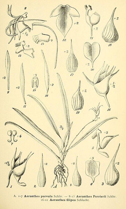 Aeranthes parvula