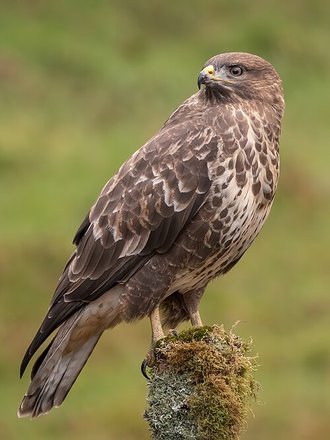 Buse variable (Buteo buteo)