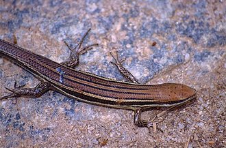 Trachylepis boettgeri