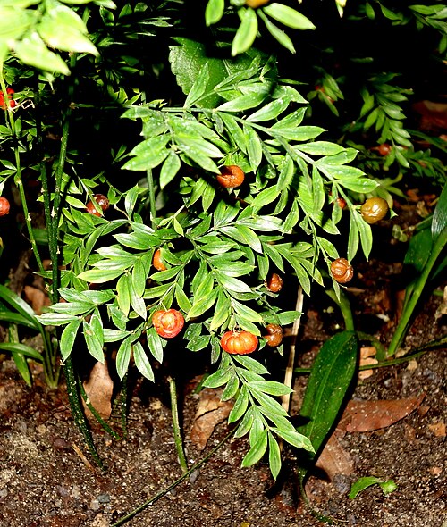 Asparagus simulans