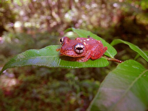 Boophis pyrrhus