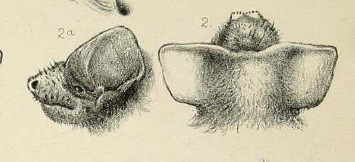 Sauromys à jugulaire (Mormopterus jugularis)