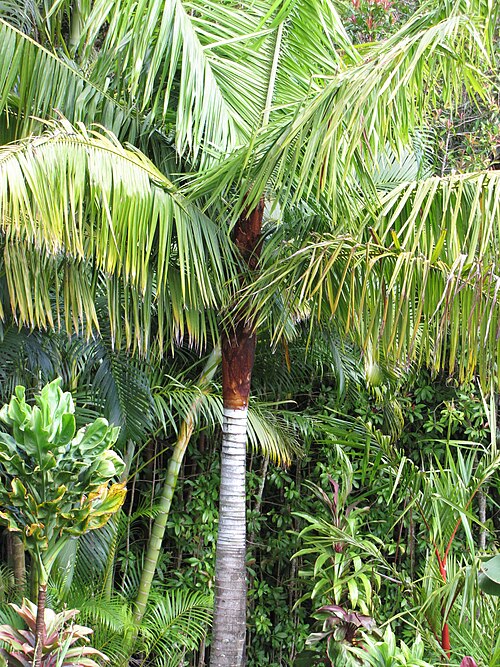 Dypsis leptocheilos