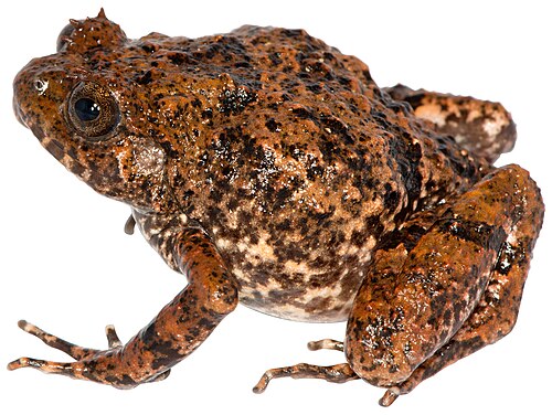 Rhombophryne vaventy