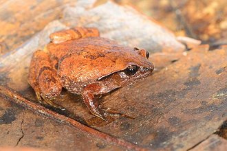 Rhombophryne botabota