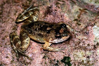 Mantidactylus curtus