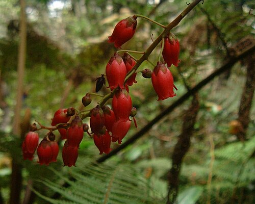Bois de rempart (Agarista salicifolia)
