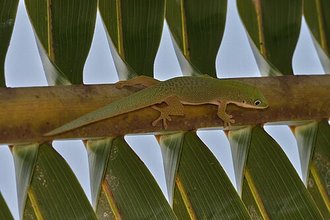 Phelsuma dubia