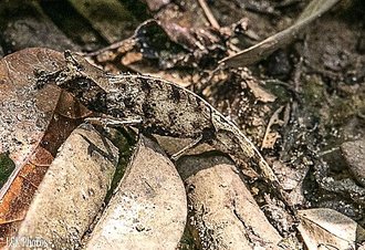 Brookesia therezieni