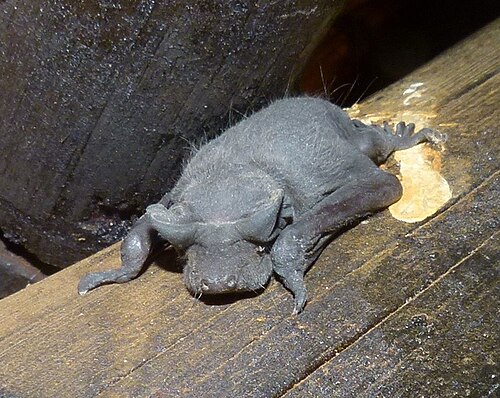 Molosse d'Angola (Mops condylurus)