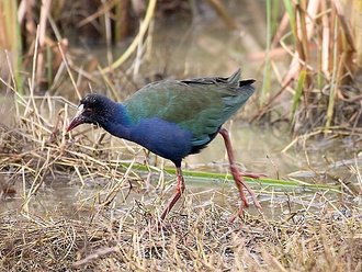 Talève d'Allen (Porphyrio alleni)