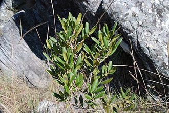 Abrahamia buxifolia
