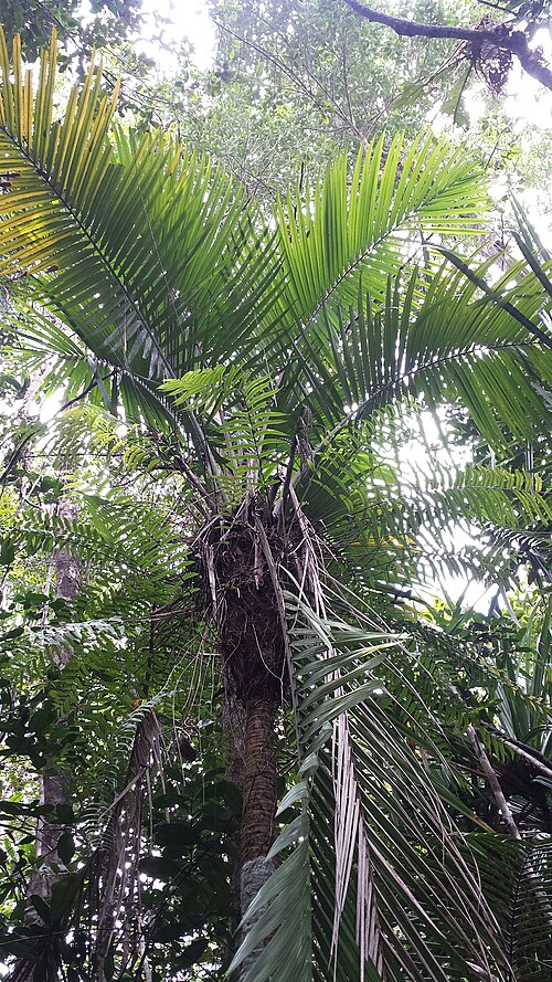 Dypsis perrieri