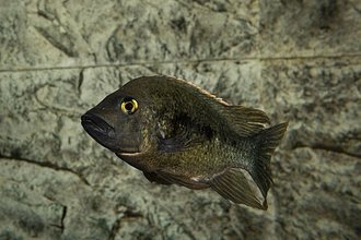 Ptychochromis grandidieri