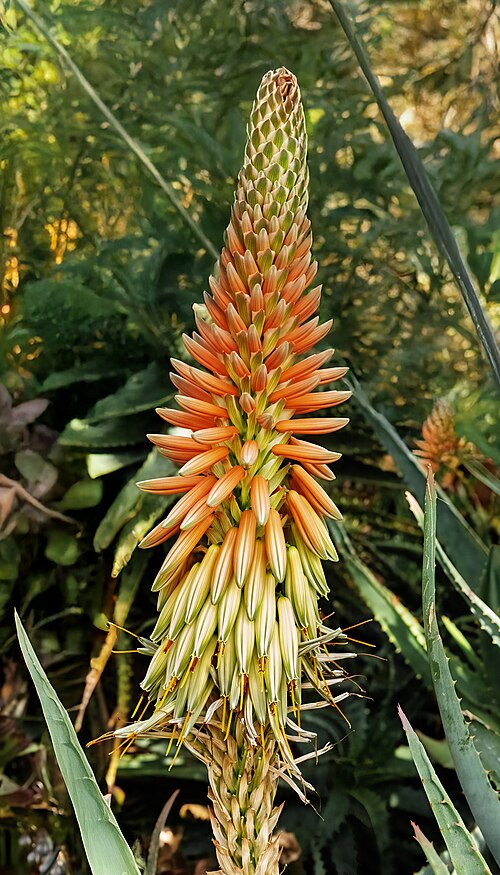 Aloe bulbillifera