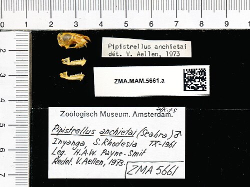 Neoromicia anchietae